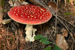 Natur15