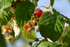 Natur22