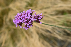 Natur31