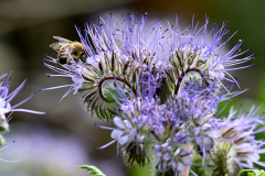 Natur40